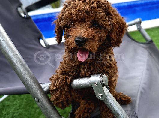2 Aylık Safkan Koyu Kahverengi   Teacup Toy Poodle Yavr görsel