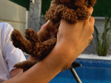 2 aylık Safkan koyu kahverengi   Teacup Toy Poodle yavr