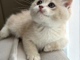 Full Şeçereli Kusursuz British Shorthair Yavrular