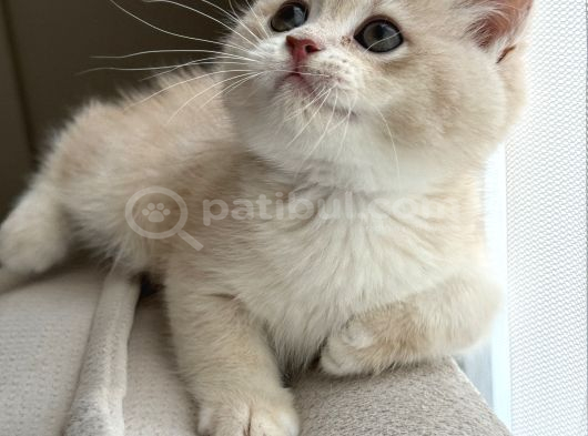 Full Şeçereli Kusursuz British Shorthair Yavrular görsel