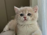 Full Şeçereli Kusursuz British Shorthair Yavrular