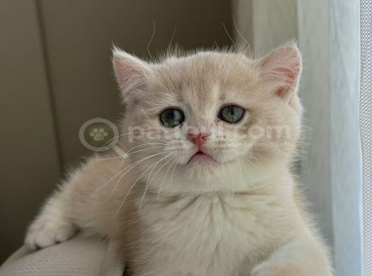 Full Şeçereli Kusursuz British Shorthair Yavrular görsel
