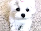 Orijinal Teacup Maltese Terrier Bebeklerimiz