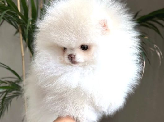 Ayı surat Pomeranian boo bebeklerimiz