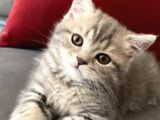 British shorthair DİŞİ BEBEĞİM