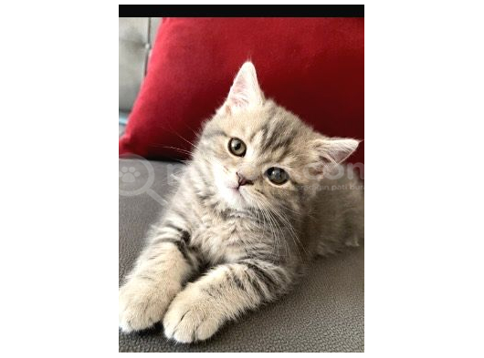 British shorthair DİŞİ BEBEĞİM