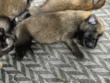 Belçika Kurdu Malinois Yavruları  Yeni Ailelerini Bekliyor