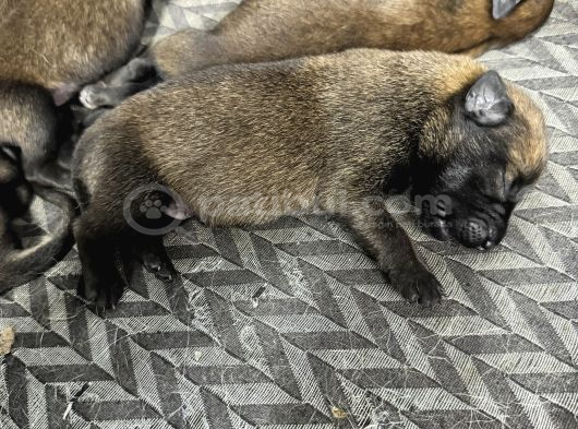 Belçika Kurdu Malinois Yavruları  Yeni Ailelerini Bekliyor görsel