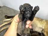Belçika Kurdu Malinois Yavruları  Yeni Ailelerini Bekliyor