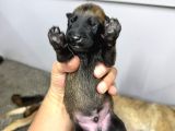 Belçika Kurdu Malinois Yavruları  Yeni Ailelerini Bekliyor