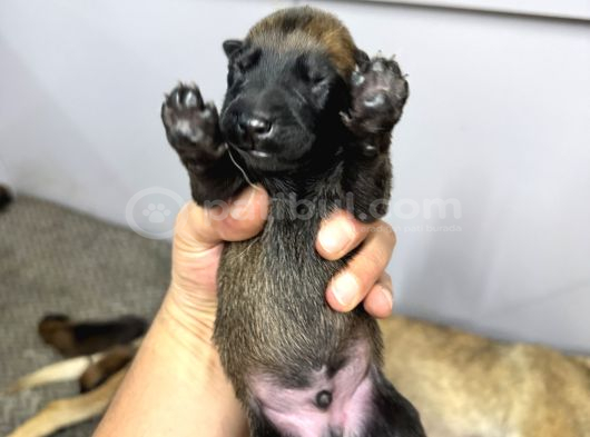 Belçika Kurdu Malinois Yavruları  Yeni Ailelerini Bekliyor görsel