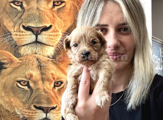 Maltipoo Yavruları görsel