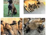 Belçika Kurdu Malinois Yavruları  Yeni Ailelerini Bekliyor