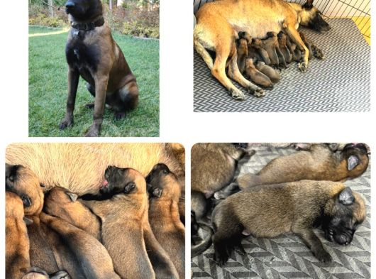 Belçika Kurdu Malinois Yavruları  Yeni Ailelerini Bekliyor görsel