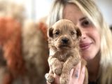 Maltipoo Yavruları