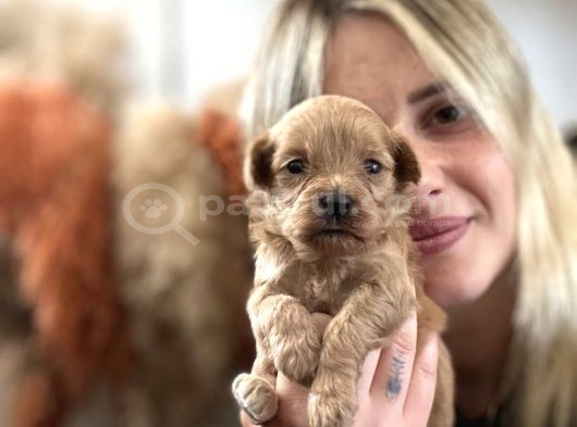 Maltipoo Yavruları