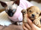 Maltipoo Yavruları