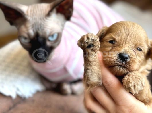 Maltipoo Yavruları görsel