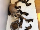 Belçika Kurdu Malinois Yavruları  Yeni Ailelerini Bekliyor