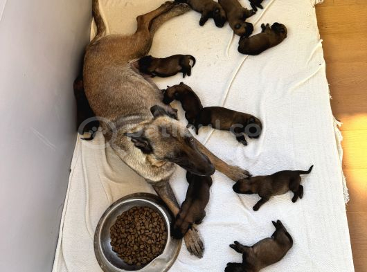 Belçika Kurdu Malinois Yavruları  Yeni Ailelerini Bekliyor görsel