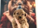 Toy Poodle Yavrular