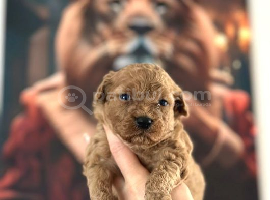 Toy Poodle Yavrular görsel