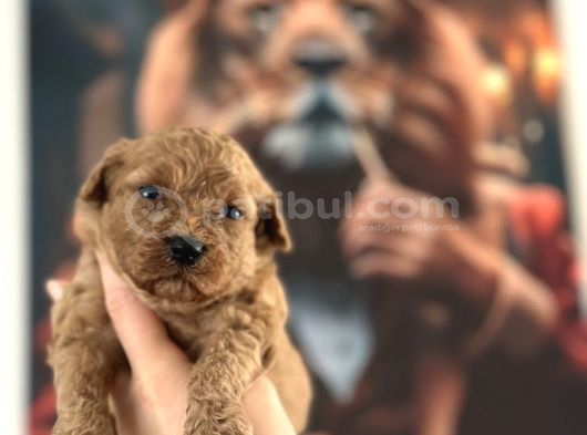 Toy Poodle Yavrular görsel