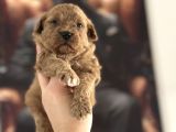 Toy Poodle Yavrular