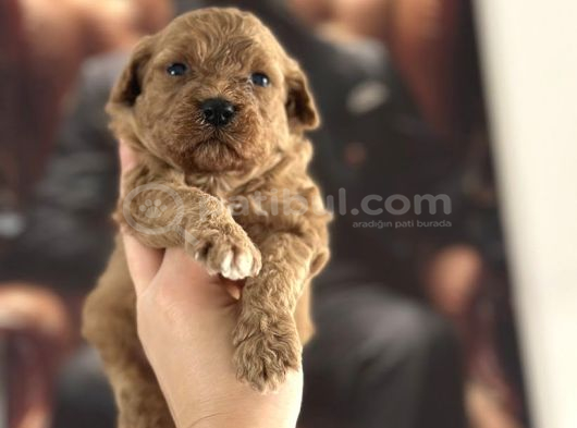 Toy Poodle Yavrular görsel