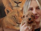 Toy Poodle Yavrular