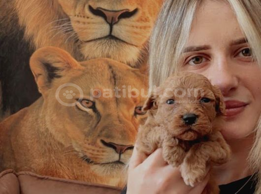 Toy Poodle Yavrular