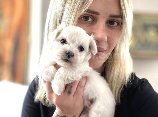 Maltese Yavruları görsel