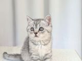Kedi̇mi̇z Lokum Un 4 Adet Bri̇ti̇sh Shorthai̇r Yavrusu