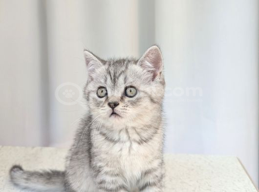 Kedi̇mi̇z Lokum Un 4 Adet Bri̇ti̇sh Shorthai̇r Yavrusu görsel