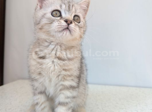 Kedi̇mi̇z Lokum Un 4 Adet Bri̇ti̇sh Shorthai̇r Yavrusu görsel
