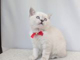 KEDİMİZ LOKUM UN 4 ADET BRİTİSH SHORTHAİR YAVRUSU