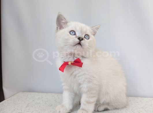 KEDİMİZ LOKUM UN 4 ADET BRİTİSH SHORTHAİR YAVRUSU