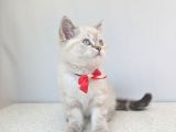 Kedi̇mi̇z Lokum Un 4 Adet Bri̇ti̇sh Shorthai̇r Yavrusu