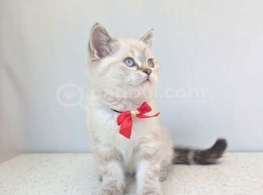 Kedi̇mi̇z Lokum Un 4 Adet Bri̇ti̇sh Shorthai̇r Yavrusu görsel