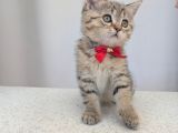 Kedi̇mi̇z Lokum Un 4 Adet Bri̇ti̇sh Shorthai̇r Yavrusu