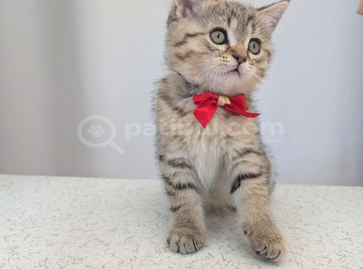 Kedi̇mi̇z Lokum Un 4 Adet Bri̇ti̇sh Shorthai̇r Yavrusu görsel