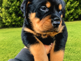 Koca Kafa Rottweiler Yavruları - Garantili