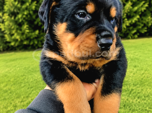 Koca Kafa Rottweiler Yavruları - Garantili görsel