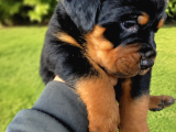 Koca Kafa Rottweiler Yavruları - Garantili