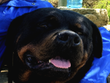 Koca Kafa Rottweiler Yavruları - Garantili