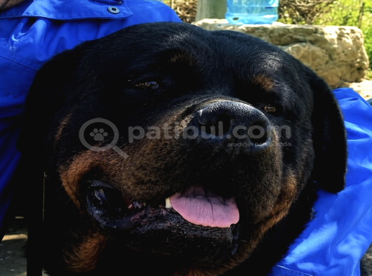 Koca Kafa Rottweiler Yavruları - Garantili görsel