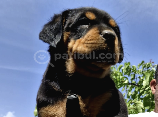 Koca Kafa Rottweiler Yavruları - Garantili görsel
