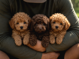 Toy Poodle Yavrularımız - Ev uretimi A Kalite