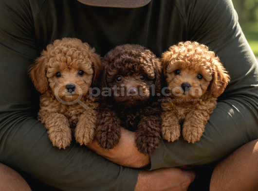 Toy Poodle Yavrularımız - Ev uretimi A Kalite
