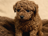 Toy Poodle Yavrularımız - Ev Uretimi A Kalite